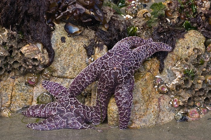 Seestern Pisaster ochraceus Ochre Sea Star